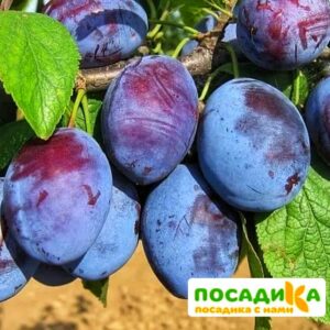 Слива Чачакская ранняя купить по цене от 229.00р. в интернет-магазине «Посадика» с доставкой почтой в в Краснозаводске и по всей России – [изображение №1].