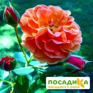 Роза Арабия купить по цене от 350.00р. в интернет-магазине «Посадика» с доставкой почтой в в Краснозаводске и по всей России – [изображение №1].