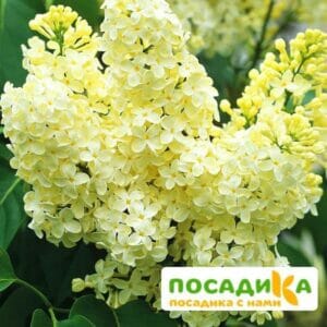 Сирень Примроуз (Primrose) купить по цене от 529.00р. в интернет-магазине «Посадика» с доставкой почтой в в Краснозаводске и по всей России – [изображение №1].