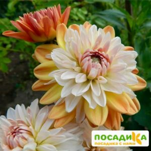 Георгина Коуп де Солейл (декоративная) купить по цене от 400р. в интернет-магазине «Посадика» с доставкой почтой в в Краснозаводске и по всей России – [изображение №1].