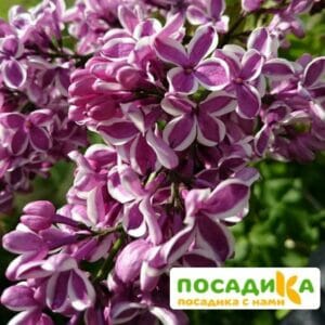 Сирень Сенсация купить по цене от 529.00р. в интернет-магазине «Посадика» с доставкой почтой в в Краснозаводске и по всей России – [изображение №1].