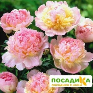 Пион Распберри Сандей (Paeonia Raspberry Sundae) купить по цене от 959р. в интернет-магазине «Посадика» с доставкой почтой в в Краснозаводске и по всей России – [изображение №1].