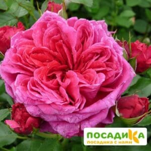 Шраб Роза Соул купить по цене от 390.00р. в интернет-магазине «Посадика» с доставкой почтой в в Краснозаводске и по всей России – [изображение №1].