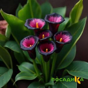Калла Аура Лейс купить по цене от 400р. в интернет-магазине «Посадика» с доставкой почтой в в Краснозаводске и по всей России – [изображение №1].