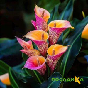 Калла Оникс купить по цене от 450р. в интернет-магазине «Посадика» с доставкой почтой в в Краснозаводске и по всей России – [изображение №1].