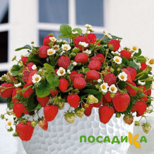 Клубника Рубиновый Шепот (горшечная) купить по цене от 240р. в интернет-магазине «Посадика» с доставкой почтой в в Краснозаводске и по всей России – [изображение №1].