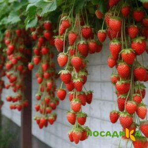 Клубника вьющаяся Комплимент купить по цене от 470р. в интернет-магазине «Посадика» с доставкой почтой в в Краснозаводске и по всей России – [изображение №1].