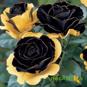 Роза Ханни Сикл купить по цене от 700р. в интернет-магазине «Посадика» с доставкой почтой в в Краснозаводске и по всей России – [изображение №1].