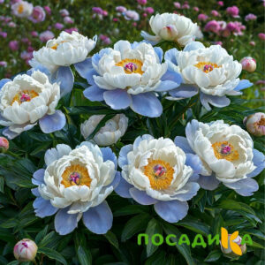 Пион акварельный Этюд купить по цене от 806р. в интернет-магазине «Посадика» с доставкой почтой в в Краснозаводске и по всей России – [изображение №1].