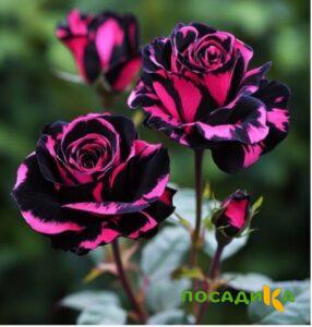 Роза Багровый Шепот купить по цене от 366р. в интернет-магазине «Посадика» с доставкой почтой в в Краснозаводске и по всей России – [изображение №1].