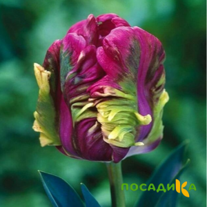 Тюльпан Экзотик Хэвен купить по цене от 186р. в интернет-магазине «Посадика» с доставкой почтой в в Краснозаводске и по всей России – [изображение №1].