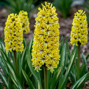 Гиацинт Сансет Голд купить по цене от 2099р. в интернет-магазине «Посадика» с доставкой почтой в в Краснозаводске и по всей России – [изображение №1].